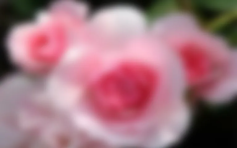 Residence les Roses